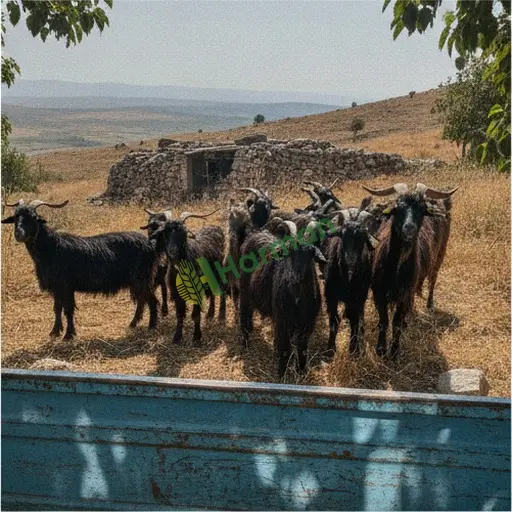 Şanlıurfa Karaköprü'de kıl keçisi satıyorum