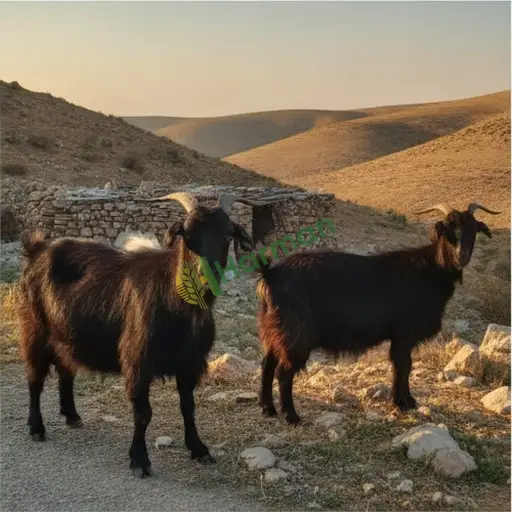 Kırşehir Mucur'da satılık kıl keçisi