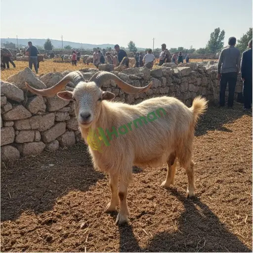 Erzincan Kemaliye'de Kiralık Damızlık Teke
