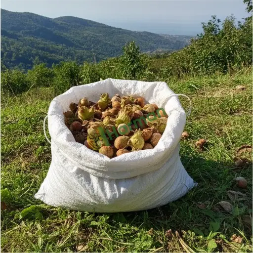 Kars Merkez'de fındık satılık