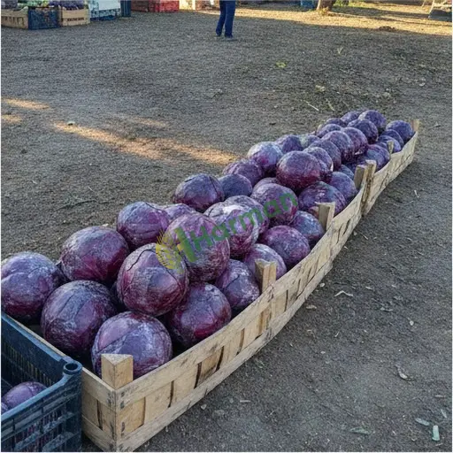 Bolu Göynük'te kırmızı lahana satılık