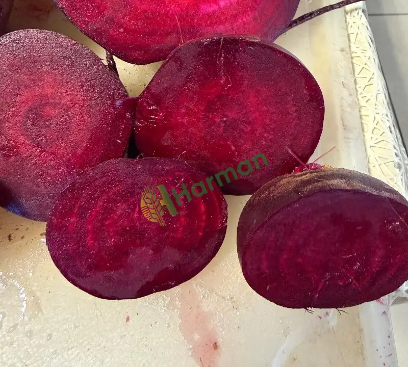 Satılık kırmızı pancar toptan verilir