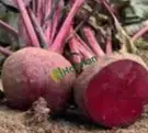 Satılık Kırmızı Pancar