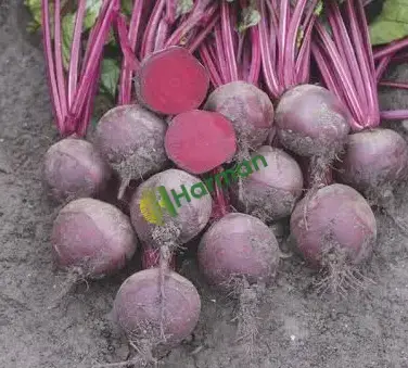 Satılık Kırmızı Pancar