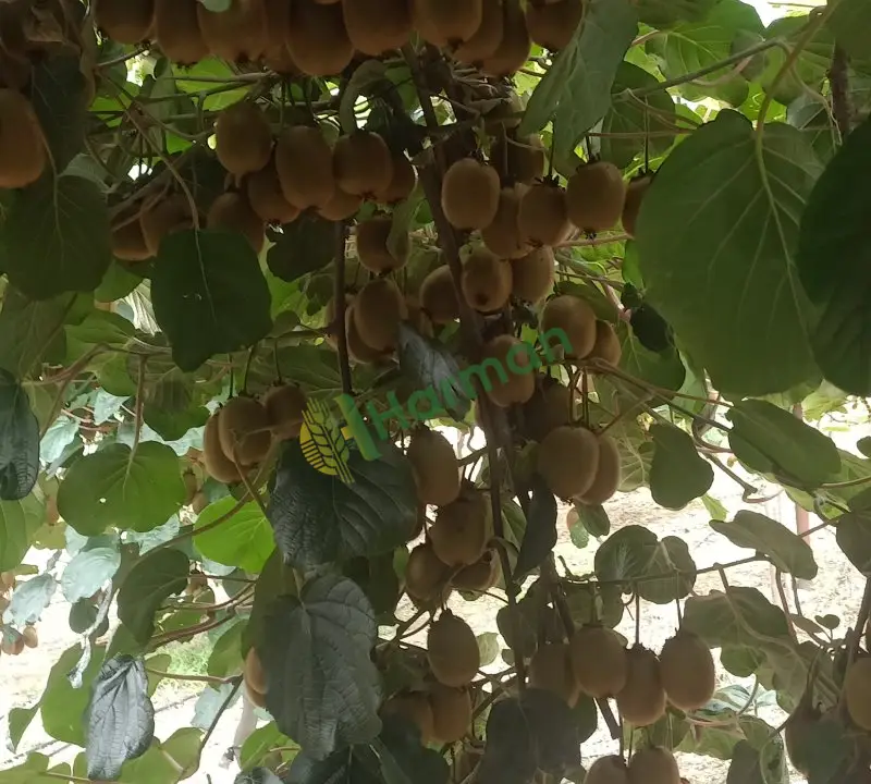 Satılık kivi 5ton
