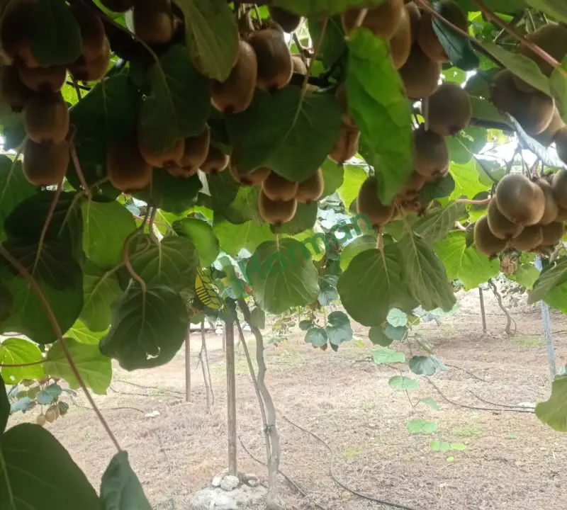 Satılık kivi 5ton