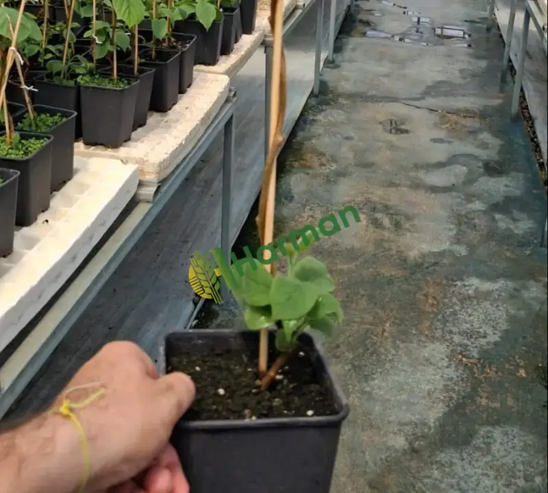 Satılık Kivi Fidanı