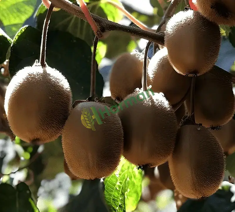 Satılık kivi tarladan