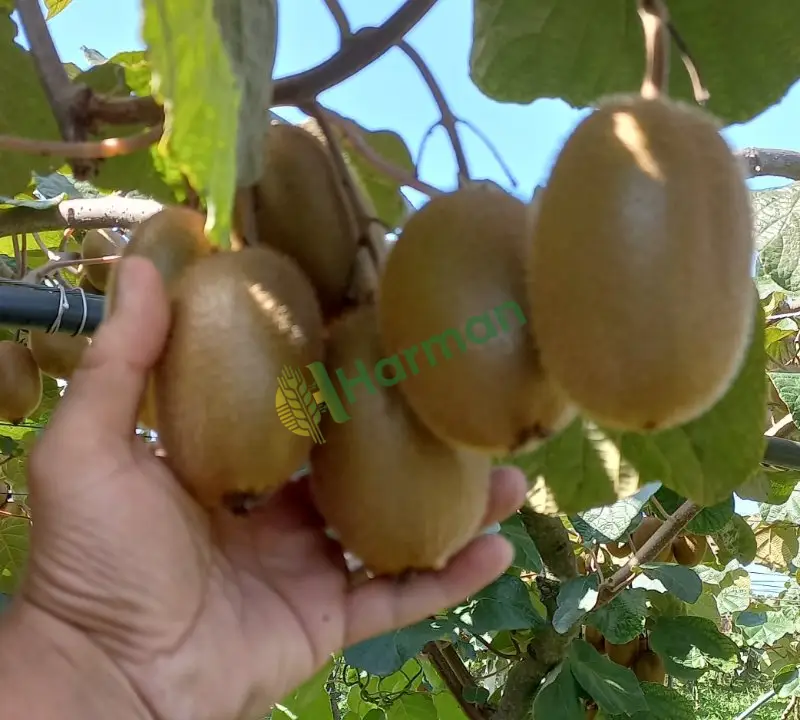 Satılık Kivi