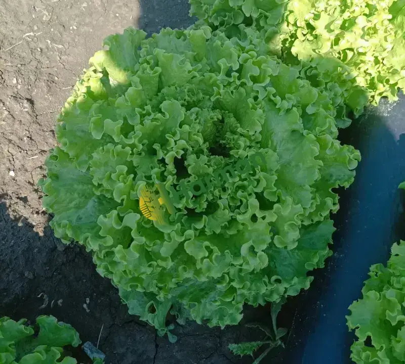 Marul Göbekli Marul Göbekli( Yağlı-kop Salat) hal fiyatı