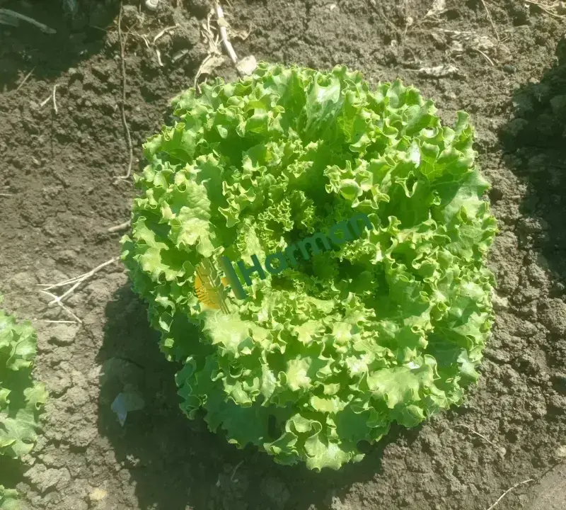 Satılık kıvırcık marul