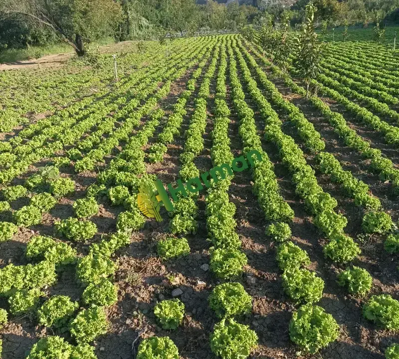 Satılık kıvırcık marul