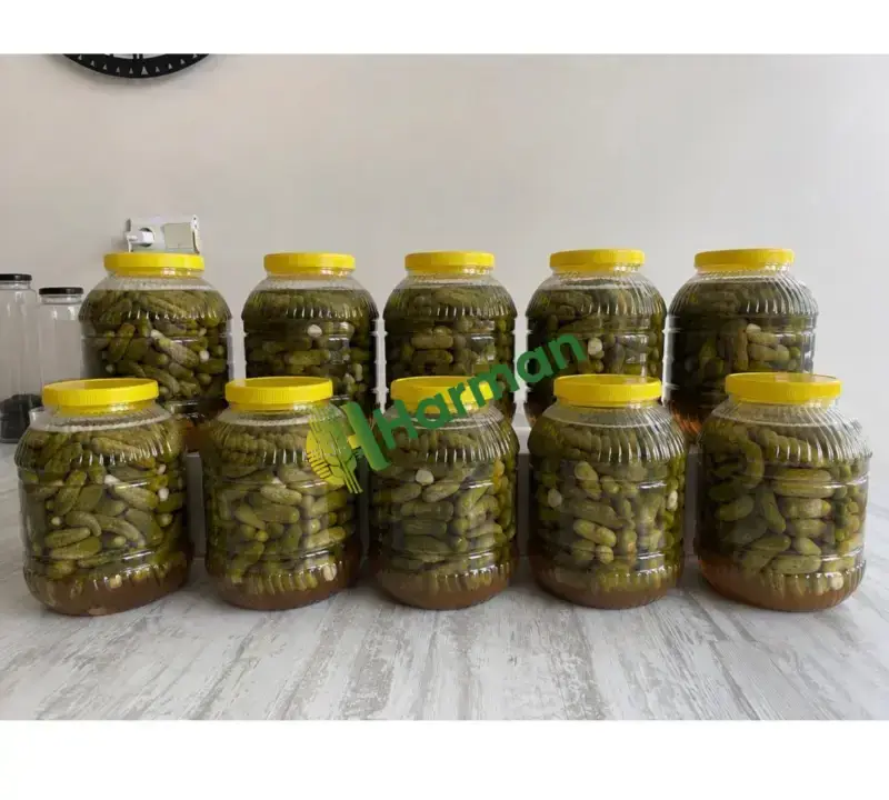 SALATALIK hal fiyatı