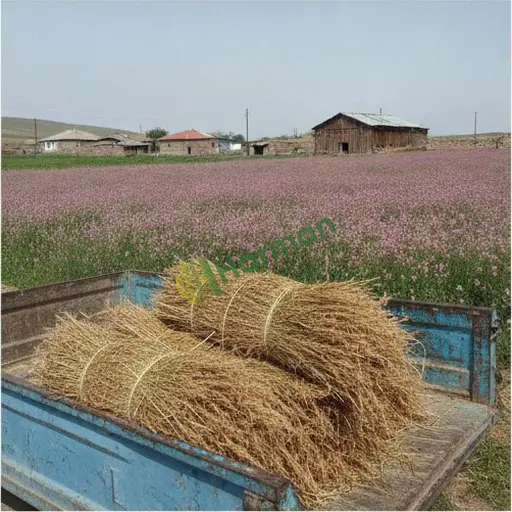 Bingöl Yayladere'den Korunga Satılık