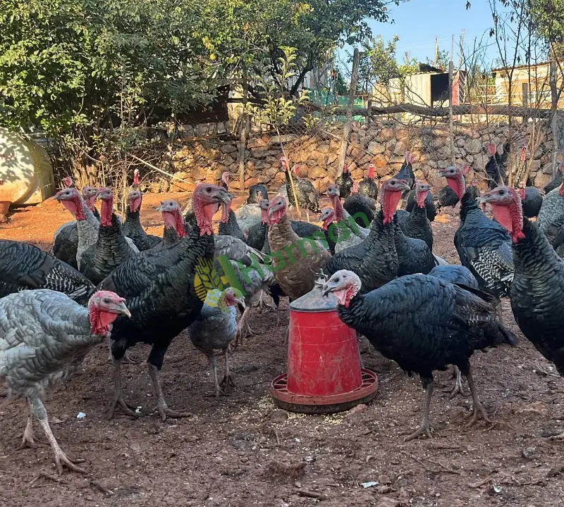 Satılık köy hindisi
