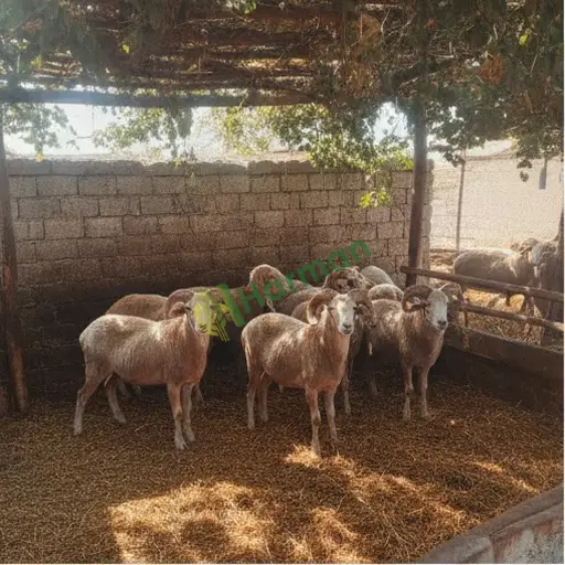 Afyonkarahisar Sinanpaşa'da damızlık koyun satılıktır