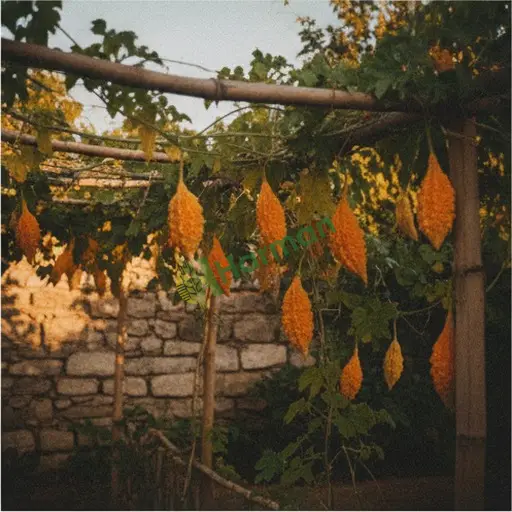 Sakarya Akyazı'da kudret narı satılık