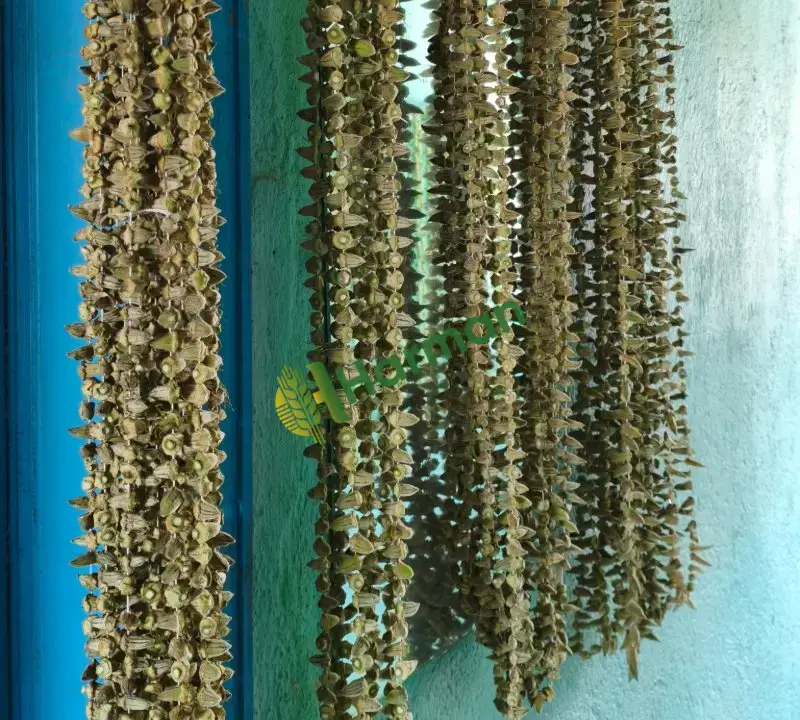Satılık Kuru Bamya - 2