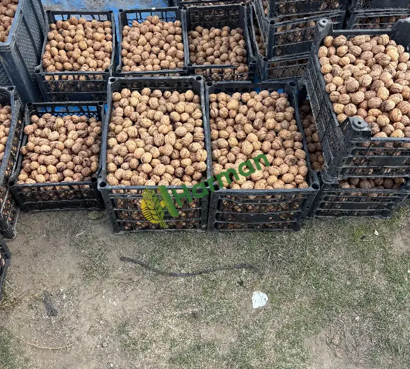 Satılık kuru ceviz 2 ton chandler