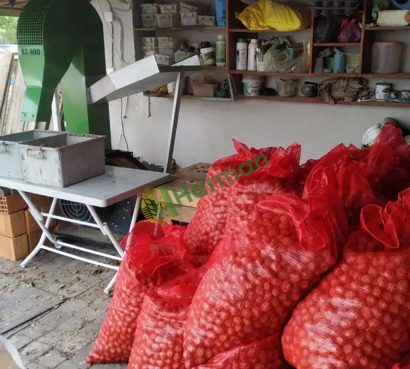 Satılık Kuru Ceviz