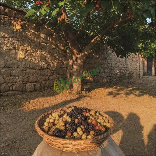 Dursunbey'de Satılık Dut
