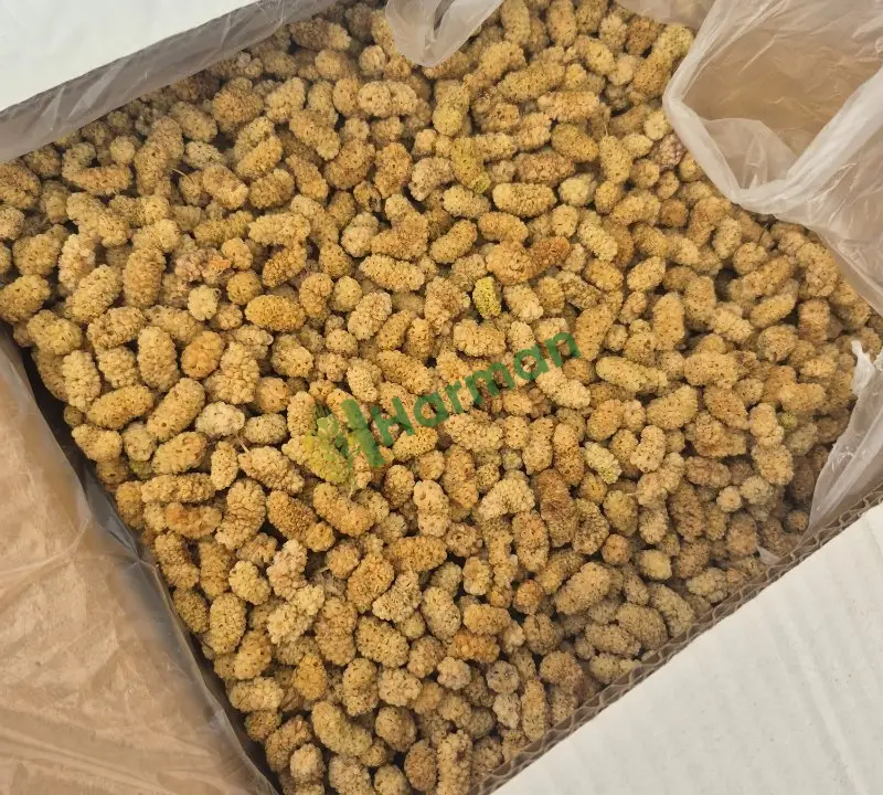 Dut Kara hal fiyatı
