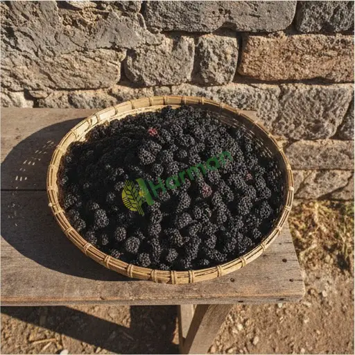 Karadut hal fiyatı