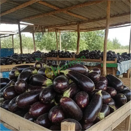 Tokat Turhal'da patlıcan satılır