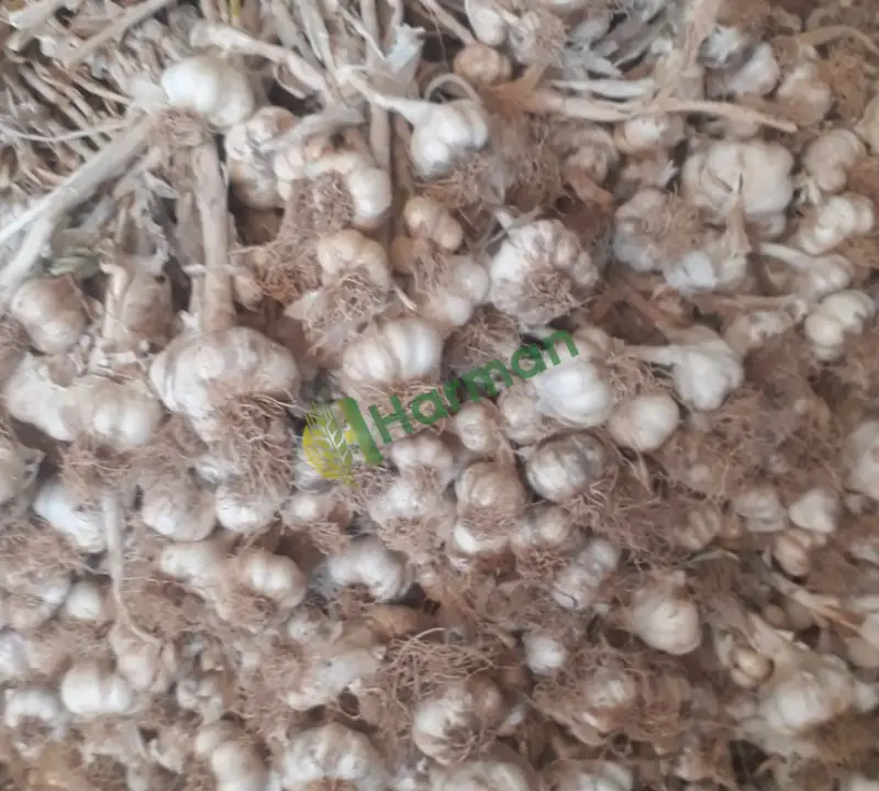 Satılık kuru sarımsak 4-5 ton civarı