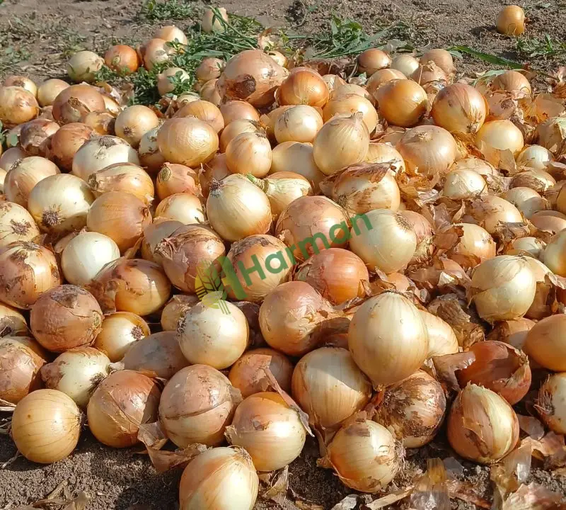 Satılık kuru soğan