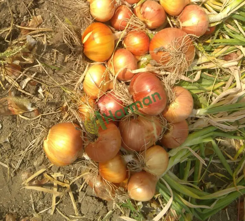 Satılık kuru soğan