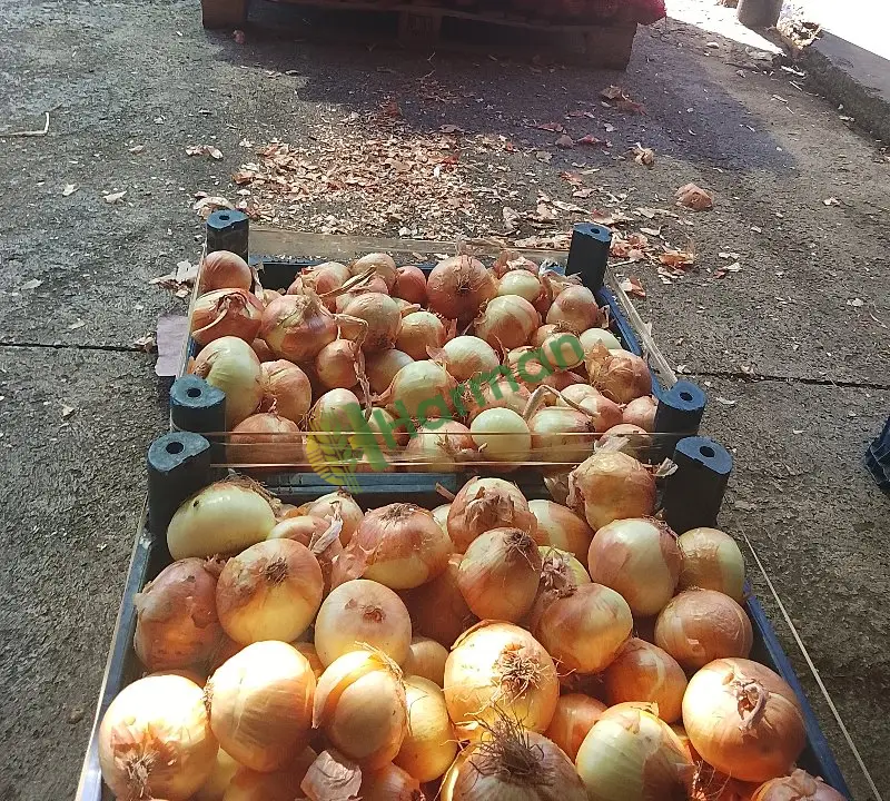Satılık kuru soğan