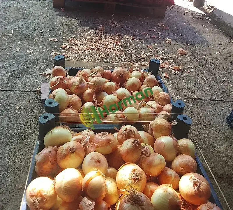 Satılık kuru soğan