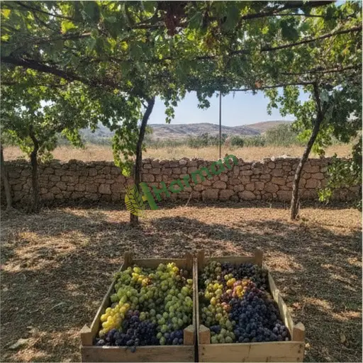 Yalova Çınarcık'ta üzüm satıyorum