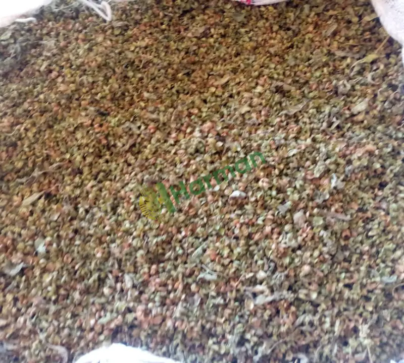 Fesleğen hal fiyatı