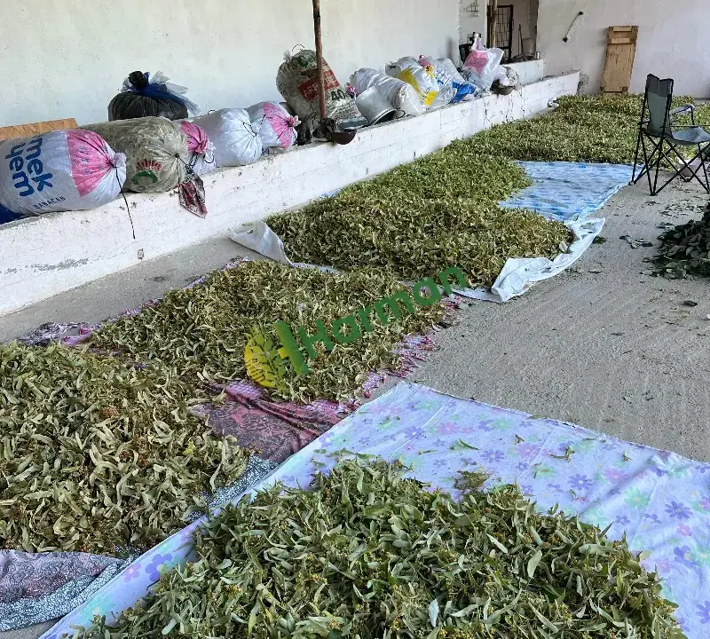 Satılık Kurutulmuş Ihlamur-Balıkesir