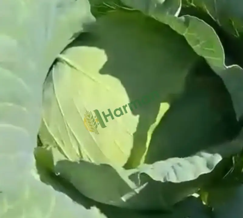 Lahana Kırmızı hal fiyatı