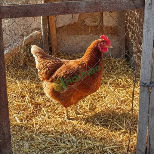 Kastamonu Taşköprü'de damızlık tavuk satılık