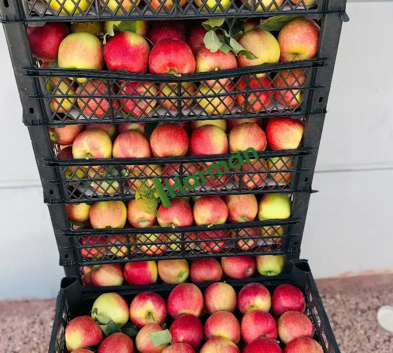 Satılık lekesiz büyük elma Adana-Mersin