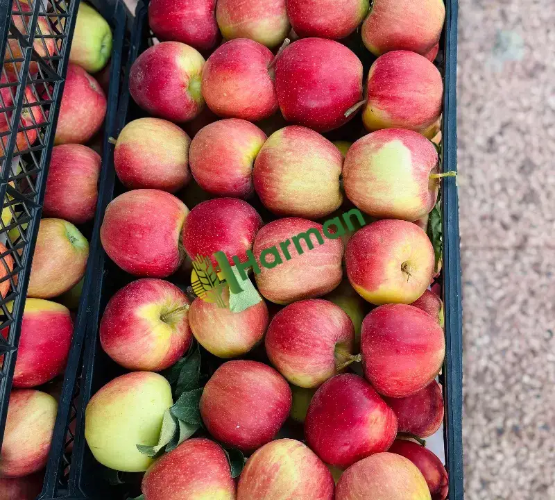 Satılık lekesiz büyük elma Adana-Mersin