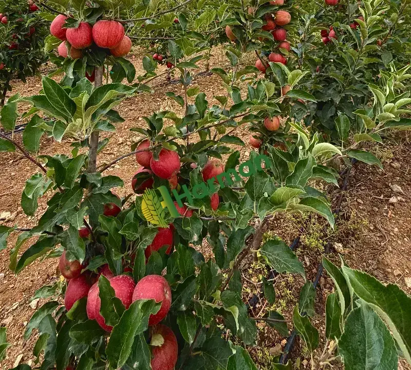 Satılık lekesiz büyük elma Adana-Mersin