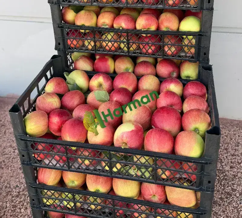 Satılık lekesiz büyük elma Adana-Mersin