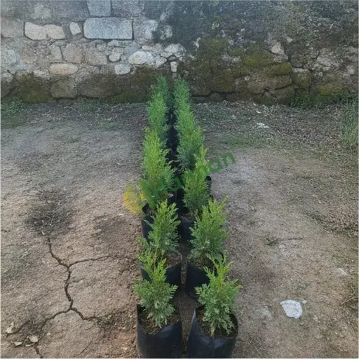Sinop Saraydüzü'nde Leylandi fidanı satılık
