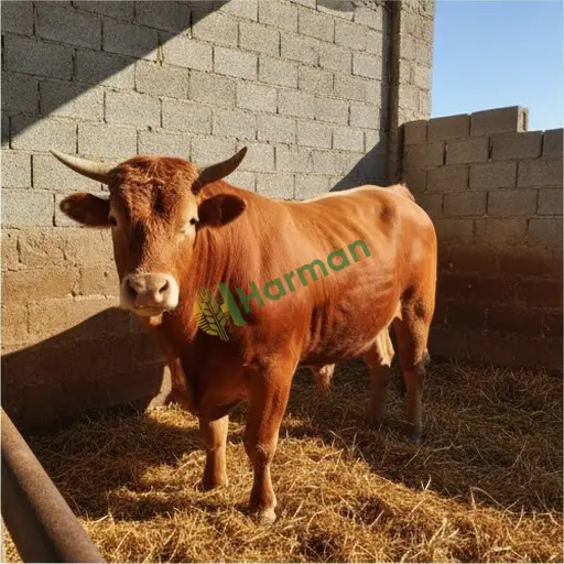 Kırşehir Akpınar'da Limousin satılık