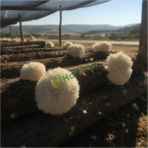 Ordu Kabadüz'den Lion's Mane Satılık