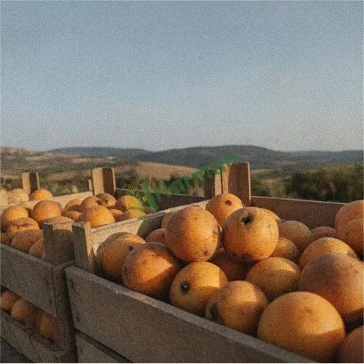 Bolu Gerede Malta eriği satarım