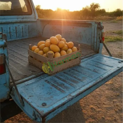 Ankara Haymana'da mango satılık