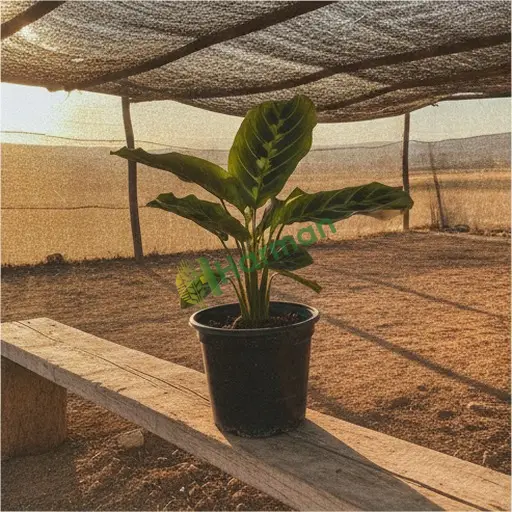 İzmir Foça'da maranta satılık