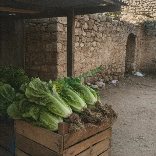 Karabük Ovacık'ta satılık marul