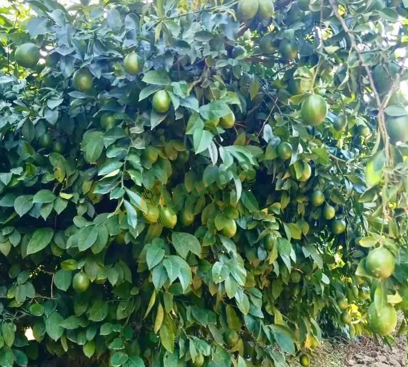 Satılık Mayer Limon